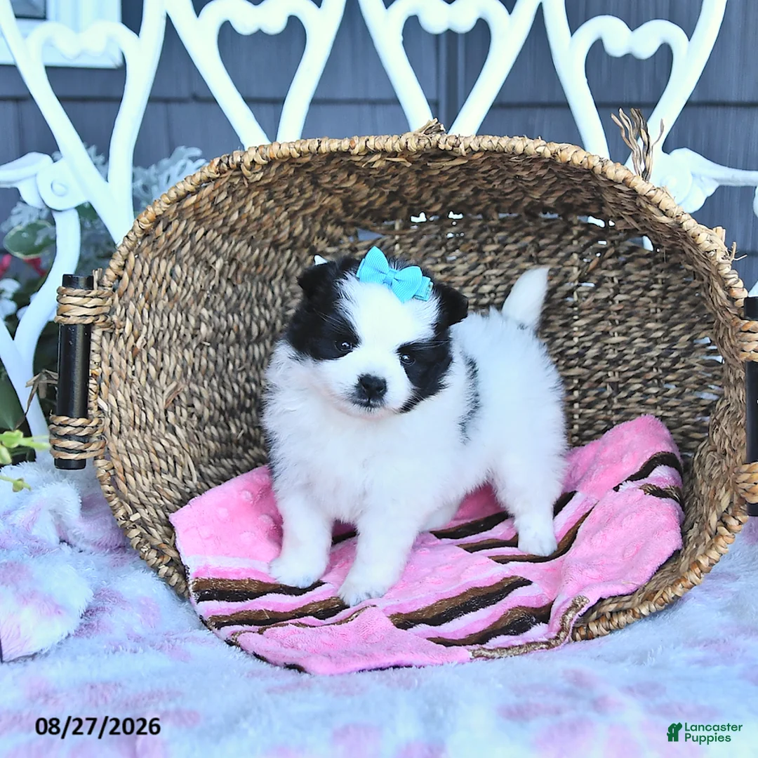 Pomeranian dogs for sale: Amber - Ad 2