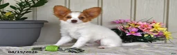 Papillon dogs for sale: Bonita - Ad 5