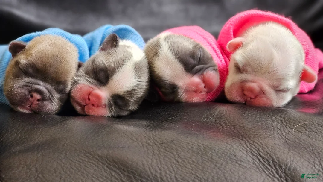 French Bulldog dogs for sale: French Bulldog Puppy  - Ad 4
