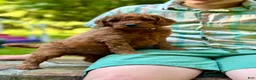 Mini Goldendoodle dogs for sale: Mickey - F1b mini boy - Ad 4
