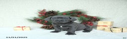 Cane Corso dogs for sale: Noel - Ad 7