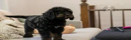 Bernedoodle dogs for sale: Olympic - Ready Now! - Ad 24