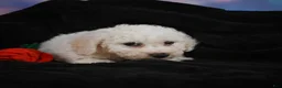 Bichon Frise dogs for sale: Jimmy - Ad 14