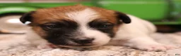Jack Russell Terrier dogs for sale: Smith is white w/ tri markings - Ad 6