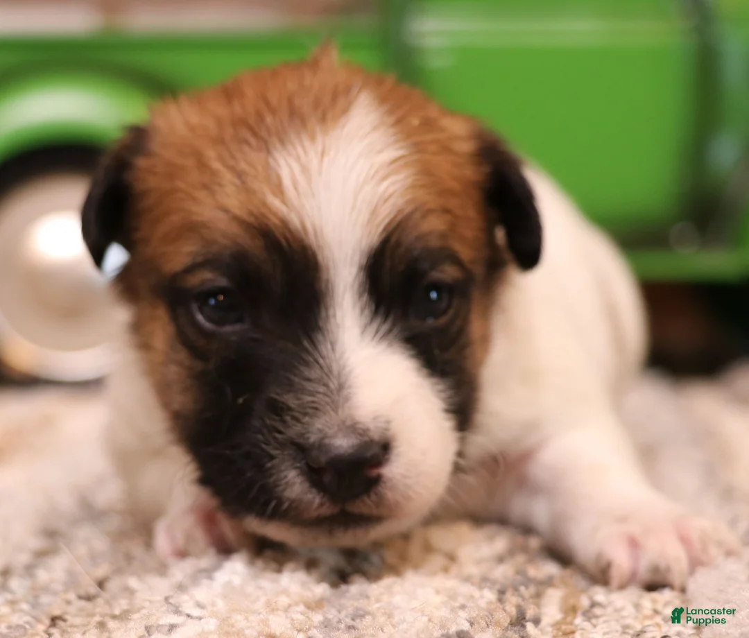 Jack Russell Terrier dogs for sale: Smith is white w/ tri markings - Ad 6
