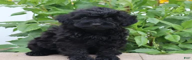 Flossie