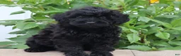 Mini Goldendoodle dogs for sale: Flossie - Ad 1