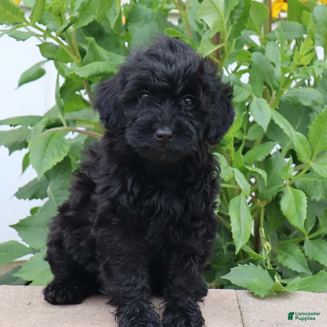 Mini Goldendoodle dogs for sale: Flossie - Ad 1