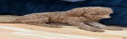 Miniature Poodle dogs for sale: Miniature Poodle 1 - Ad 4