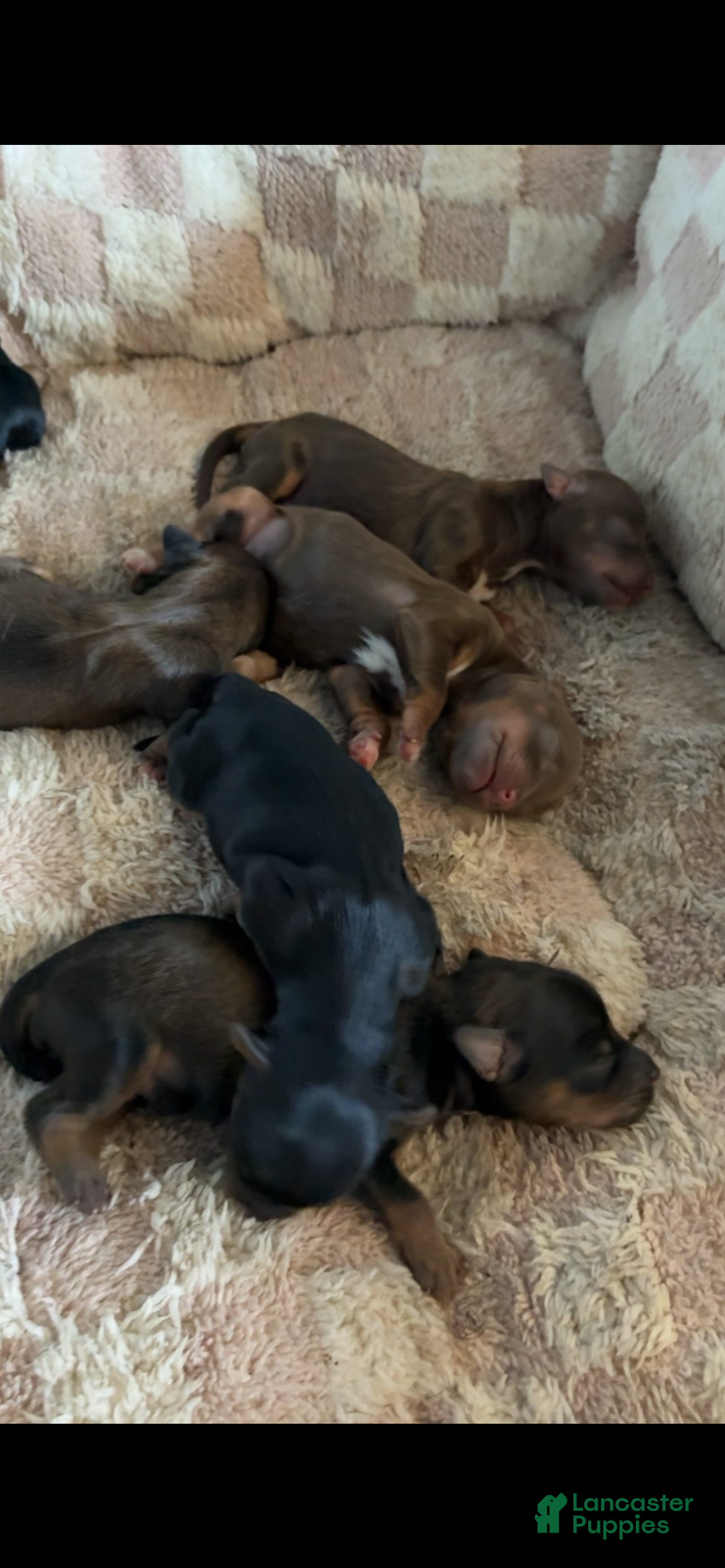 Yorkiepoo dogs Yorkiepoo 2 - Ad 8