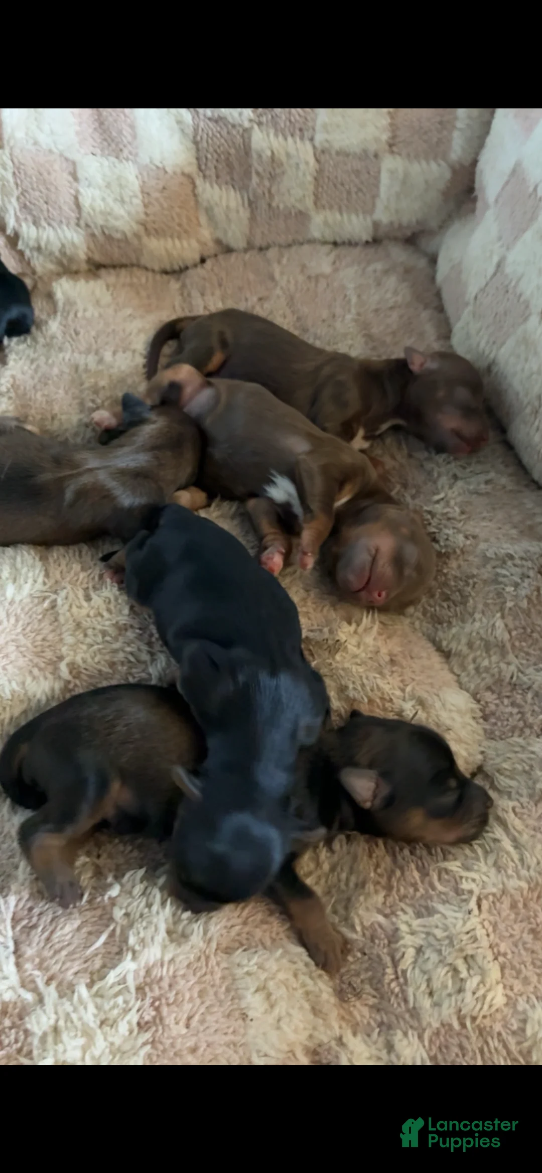 Yorkiepoo dogs for sale: Yorkiepoo 2 - Ad 1