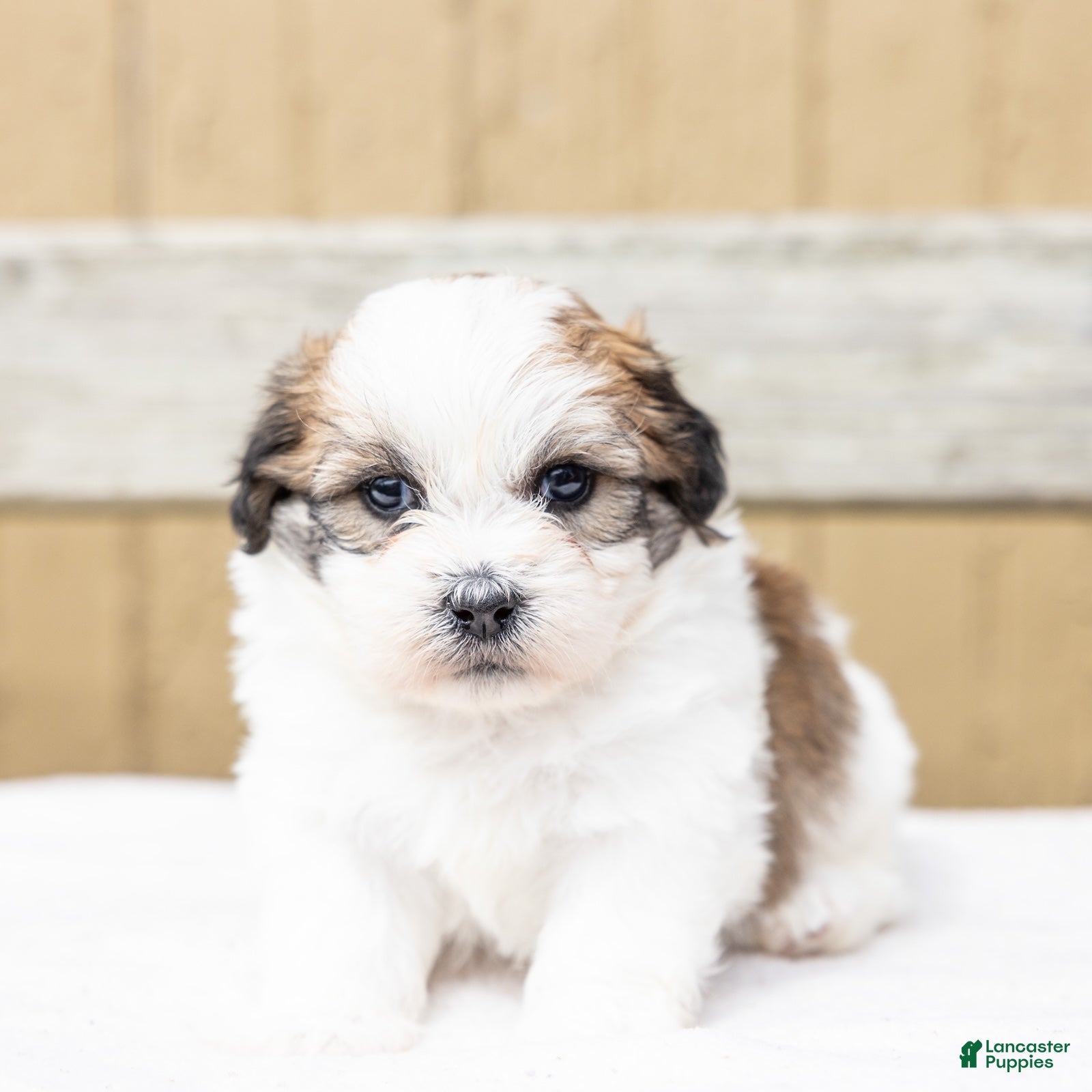 Teddy Bear dogs Pine - Ad 2