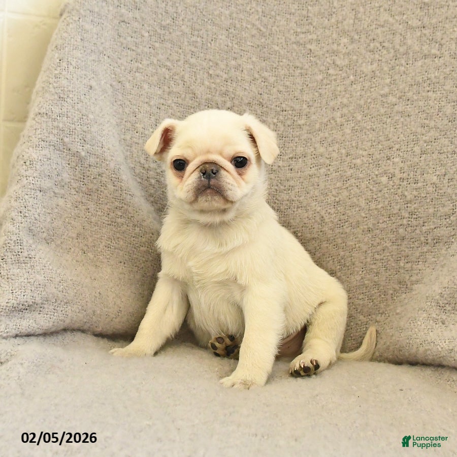 Pug dogs Woodstock - Ad 4