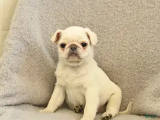 Pug dogs Woodstock - Ad 4