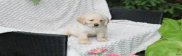 Labradoodle dogs for sale: Labradoodle Puppy 1 - Ad 3