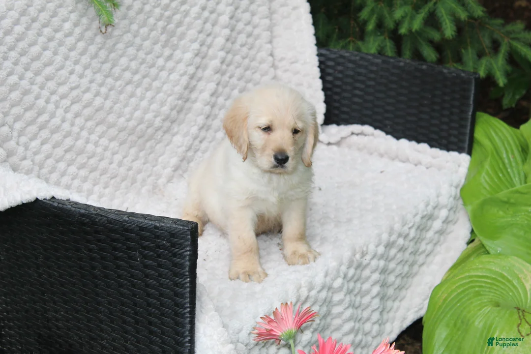 Labradoodle dogs for sale: Labradoodle Puppy 1 - Ad 3
