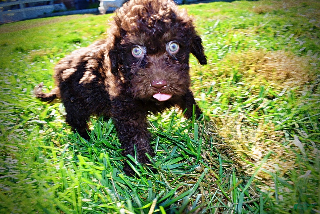 Havapoo dogs for sale: Izzy - Ad 10