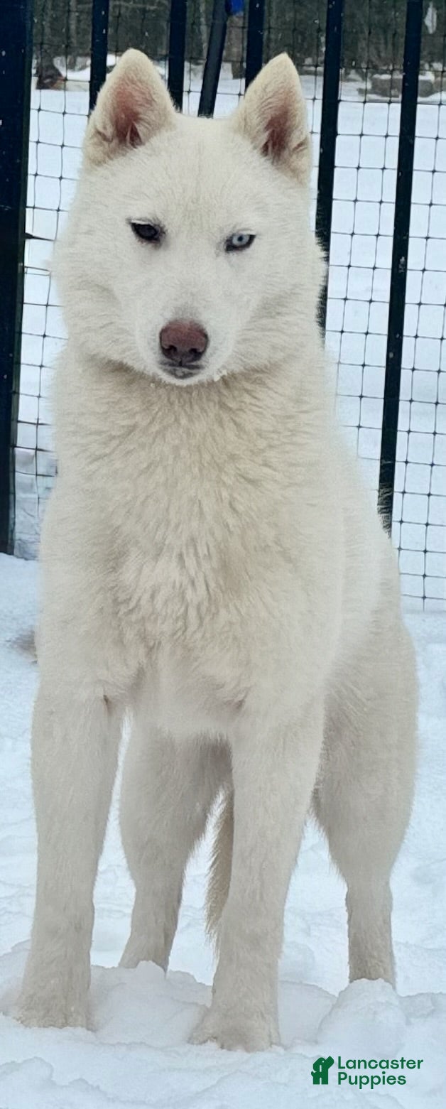 Siberian Husky dogs Egypt - Ad 8
