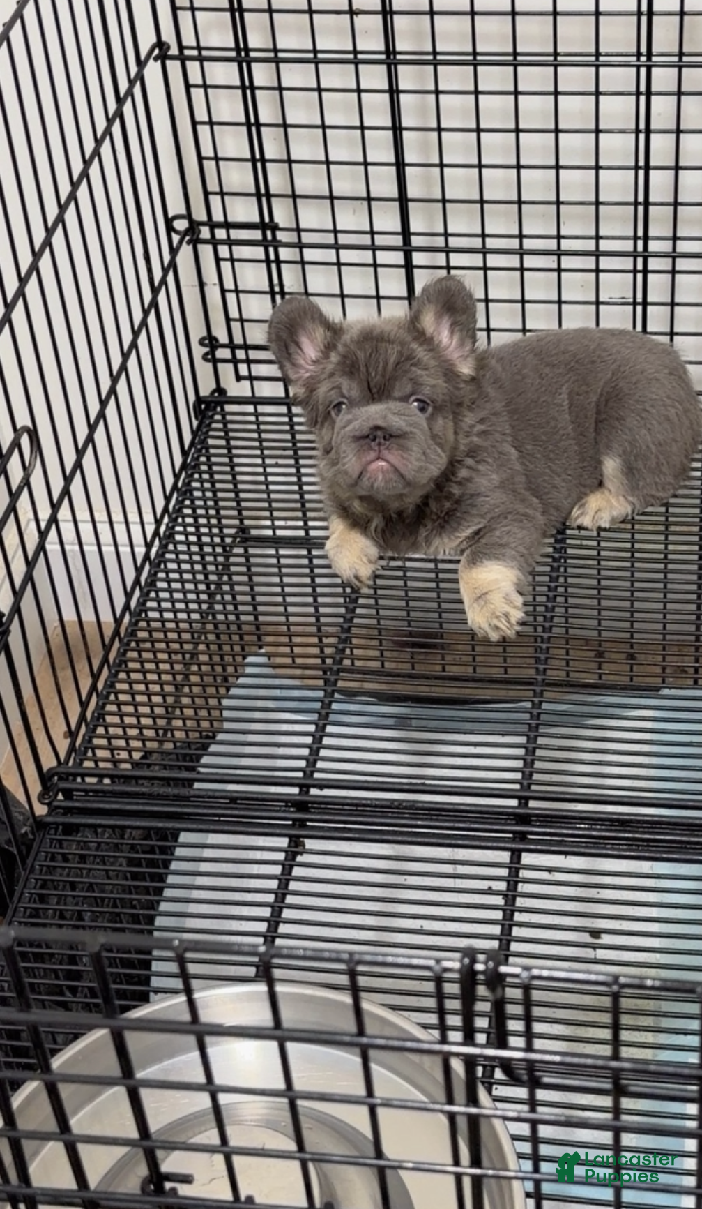 French Bulldog dogs Blueberry  - Ad 1