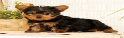 Yorkshire Terrier dogs for sale: Spencer - Ad 6