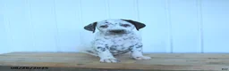 Dalmatian dogs for sale: Colt - Ad 5