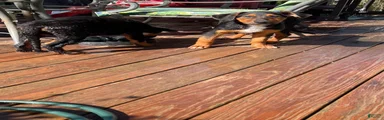 Mixed Breed 6