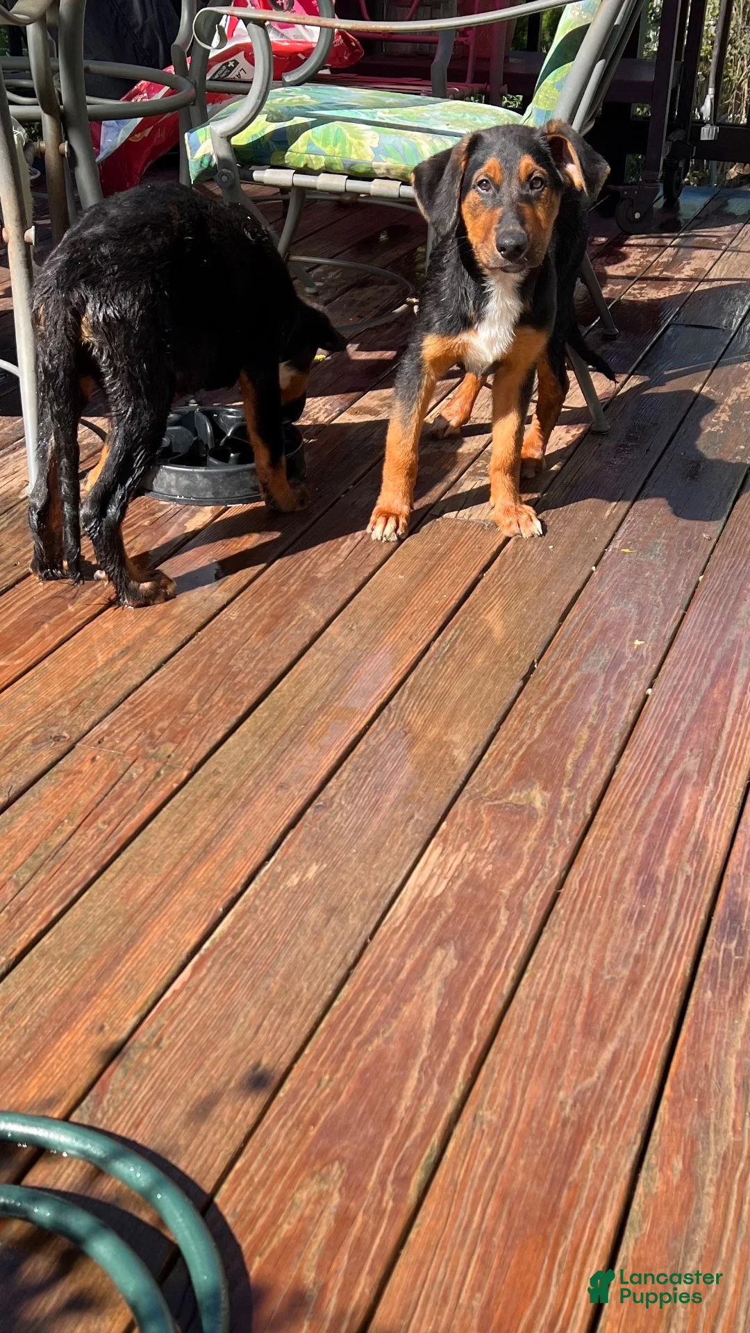 Mixed Breed dogs for sale: Mixed Breed 6 - Ad 1