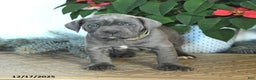 Cane Corso dogs for sale: Foxy - Ad 3