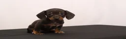 Dachshund dogs for sale: Nancy - Ad 1