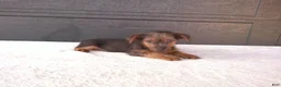 Yorkshire Terrier dogs for sale: Tucker  - Ad 6