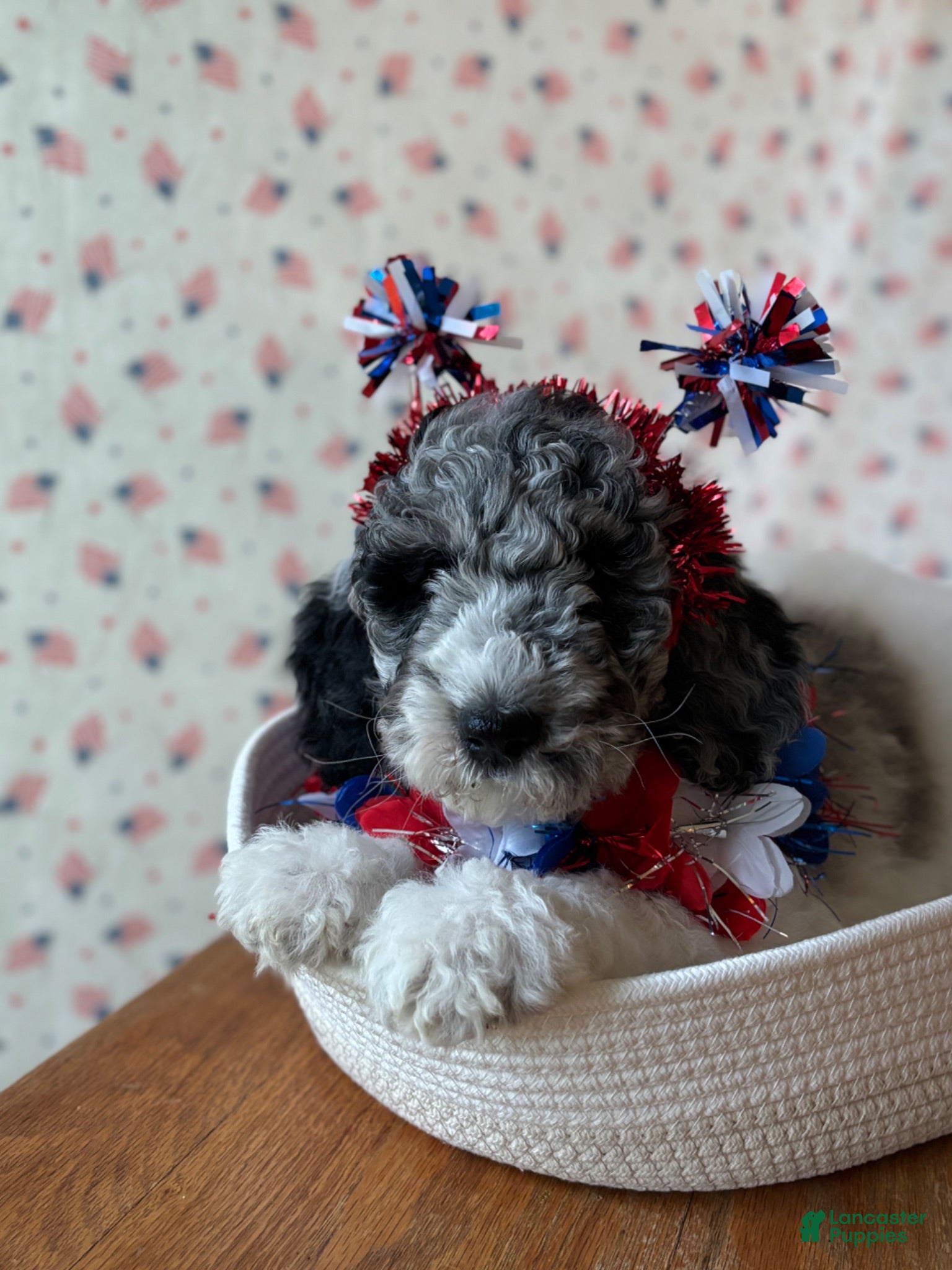 Bernedoodle dogs Cupcake - Ad 1