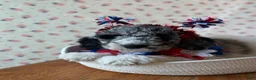 Bernedoodle dogs for sale: Cupcake - Ad 1