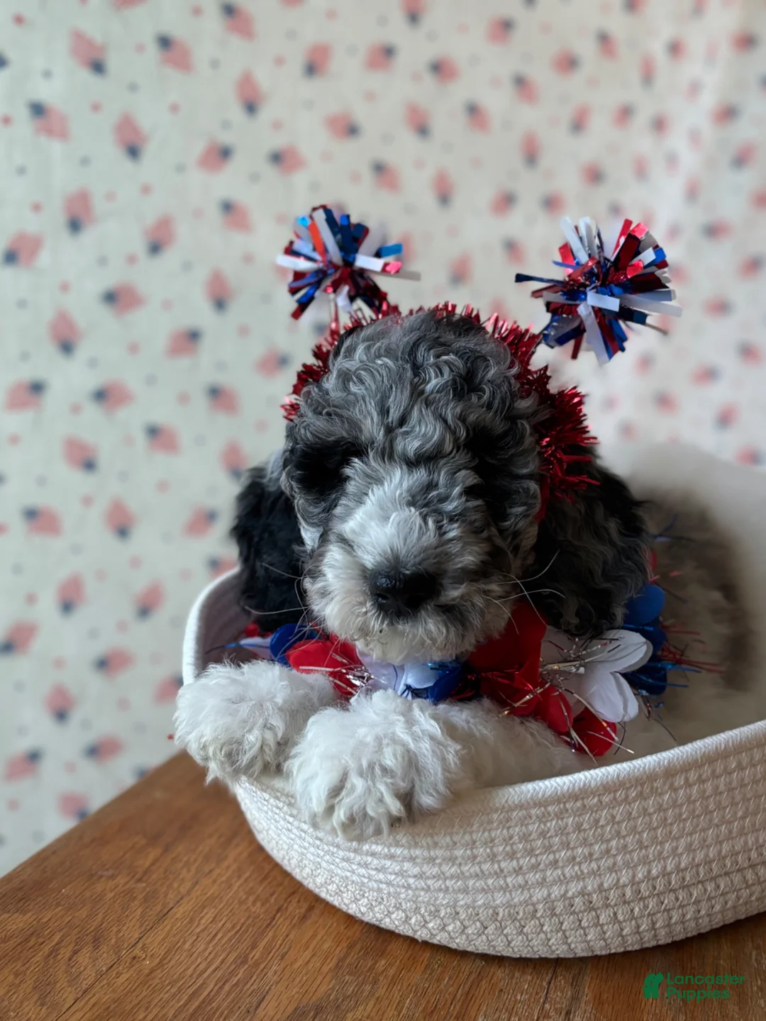 Bernedoodle dogs for sale: Cupcake - Ad 1