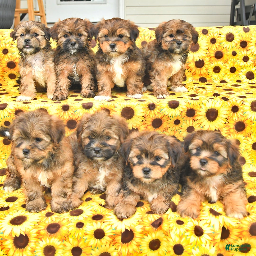 Shorkie dogs for sale: Earl - Ad 5