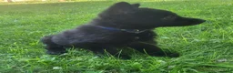 German Shepherd dogs for sale: UÑA - Ad 4