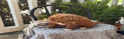 Mini Goldendoodle dogs for sale: Waffles - Ad 4
