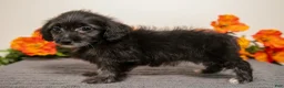 Yorkiepoo dogs for sale: Melody - Ad 3