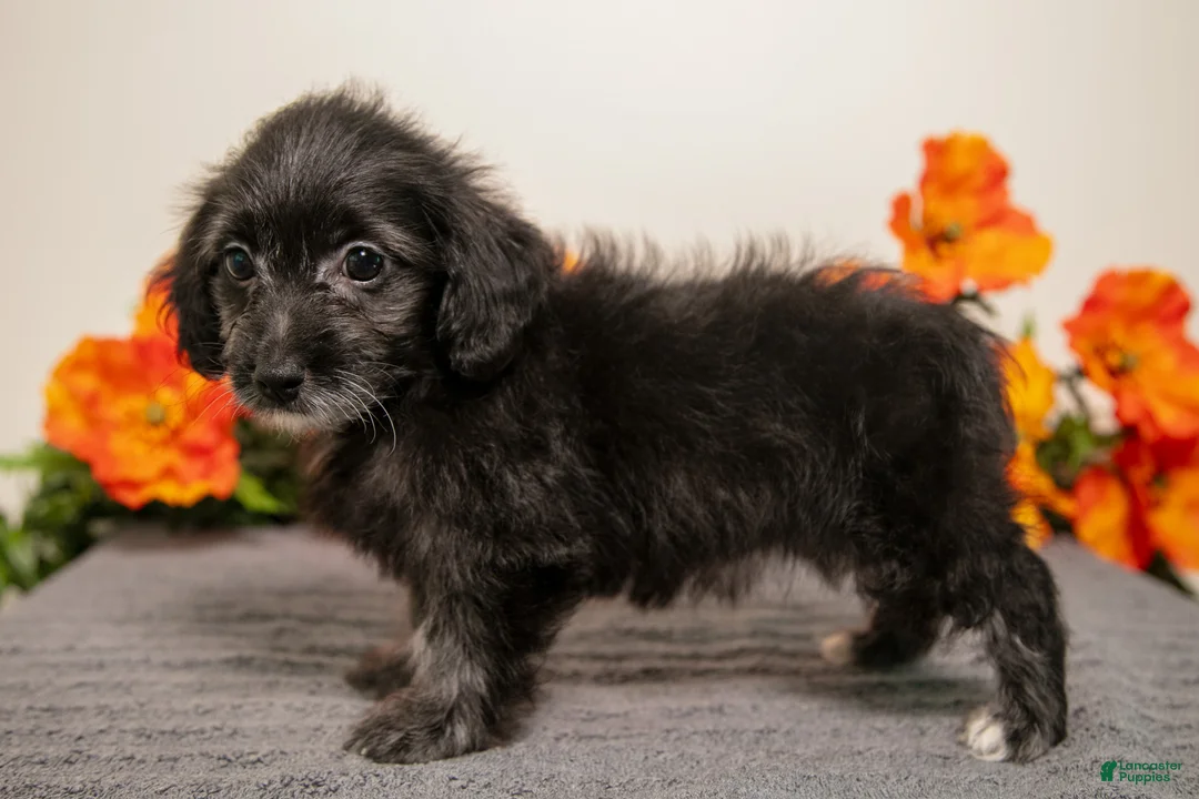 Yorkiepoo dogs for sale: Melody - Ad 3
