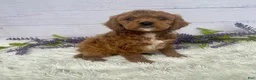 Miniature Poodle dogs for sale: Teddy - Ad 1