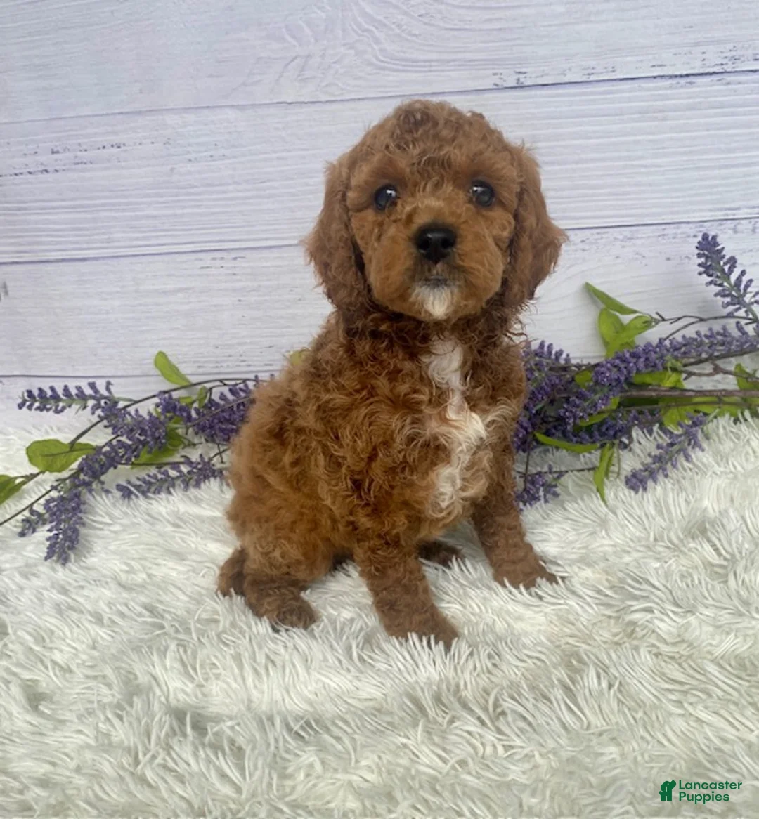 Miniature Poodle dogs for sale: Teddy - Ad 1
