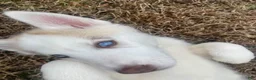Siberian Husky dogs for sale: Dakota  - Ad 3