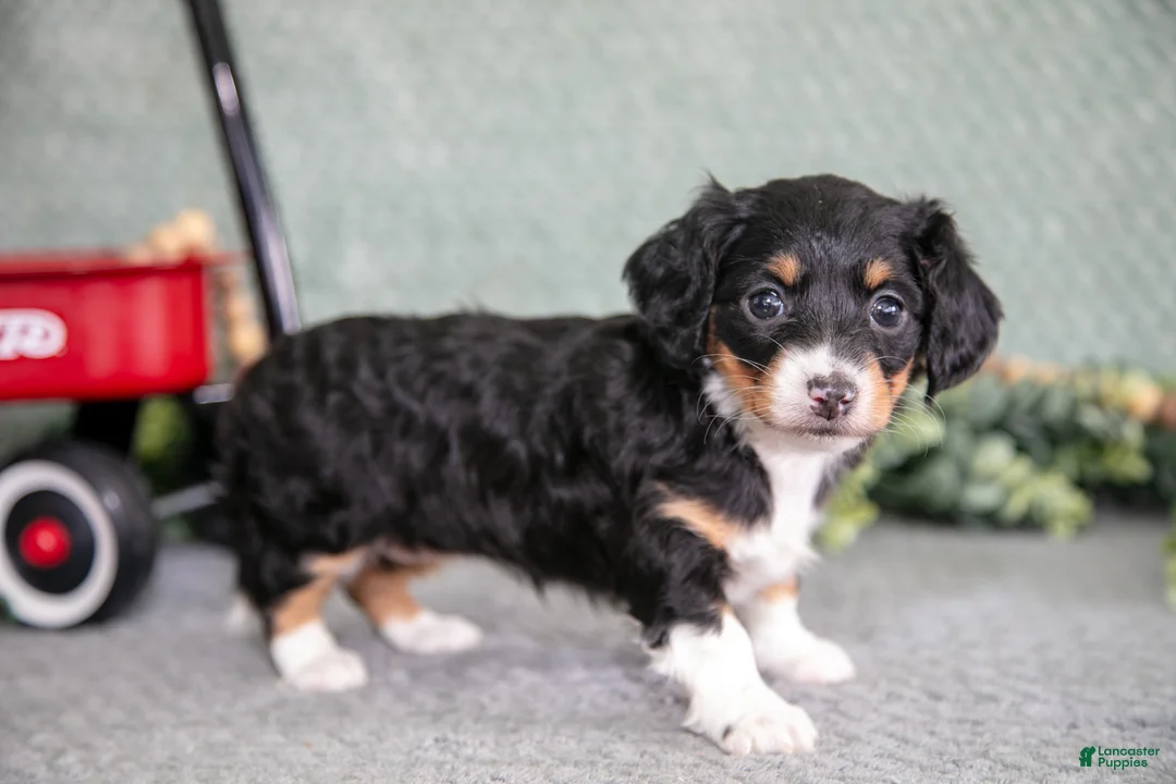 Miniature Dachshund dogs for sale: Betsy - Ad 1