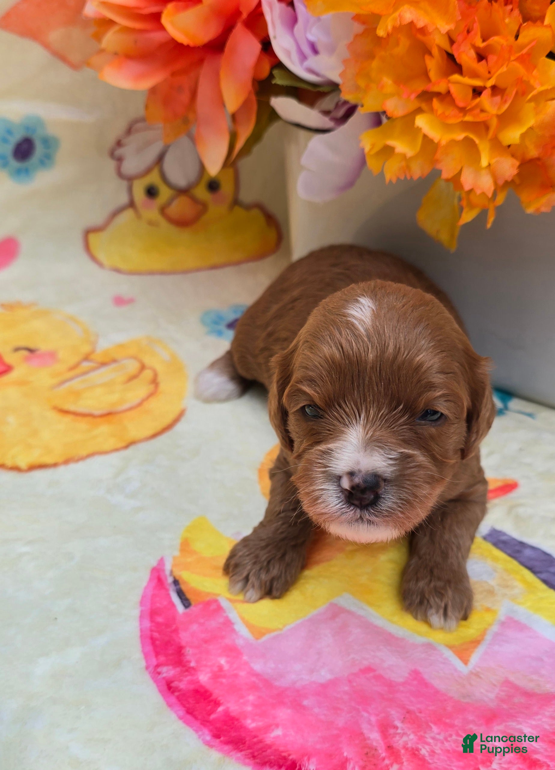 Cavapoo dogs Angel - Ad 26