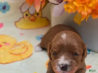 Cavapoo dogs Angel - Ad 15