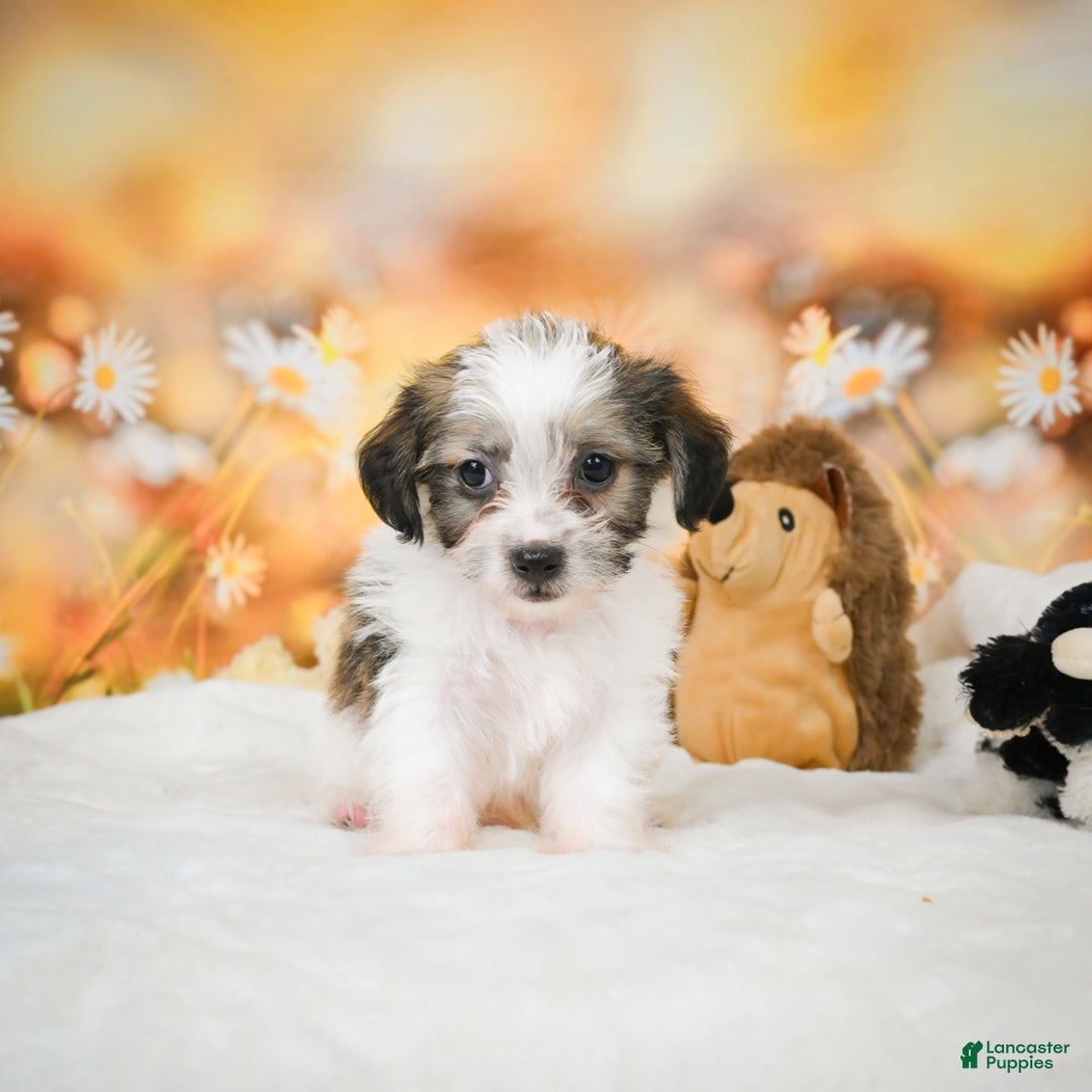 Yorkiepoo dogs for sale: Odal - Ad 3