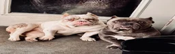 American Bully dogs for sale: American Bully 1 - Ad 7