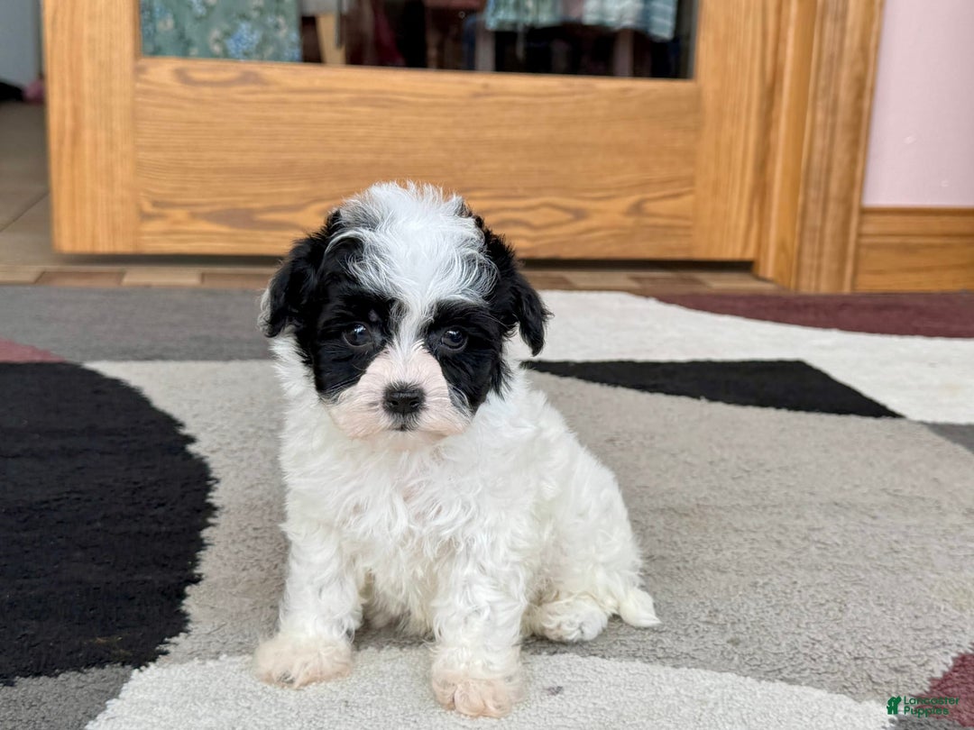 Havanese dogs for sale: Nathan - Ad 2