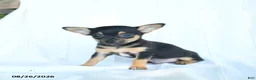 Chihuahua dogs for sale: Tibbit - Ad 4