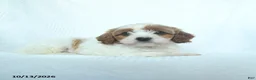 Mixed Breed dogs for sale: Pumpkin - Ad 4