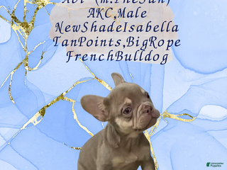 French Bulldog dogs Avi (mng: Light) - Ad 11